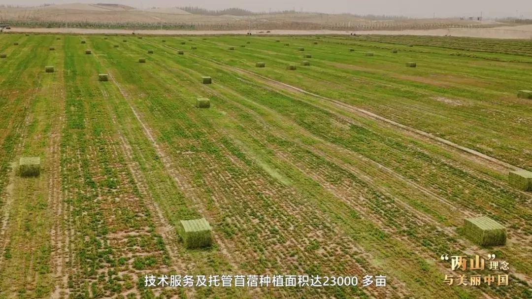 “两山”理念与美丽中国丨塔克拉玛干边缘,种出万亩“致富草”