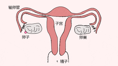 备孕为什么至少3个月?这篇说透