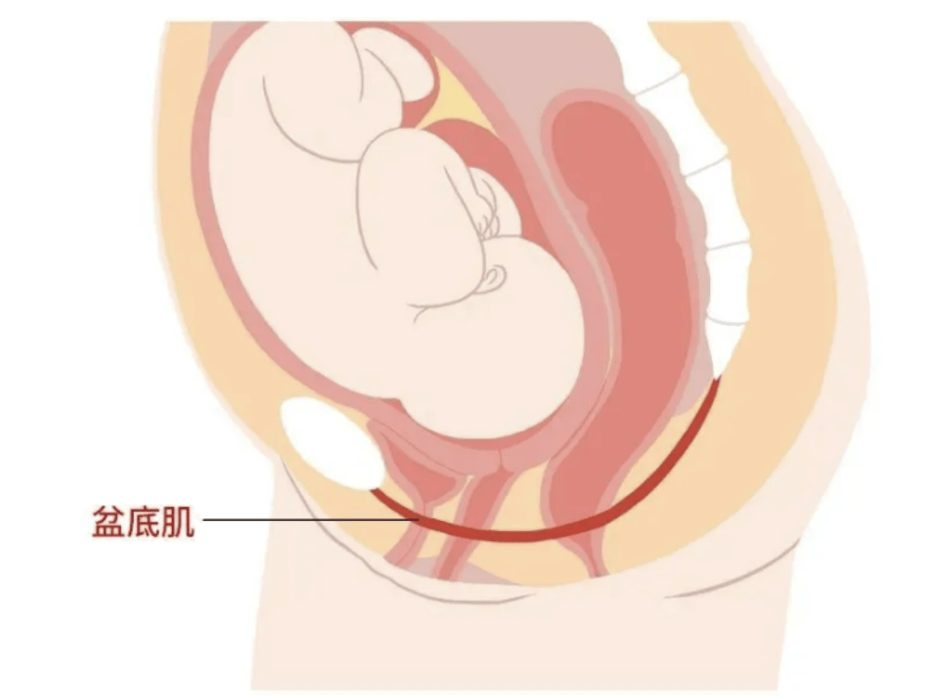 生没生过孩子到底有什么区别呢?一组图片告诉你到底有什么区别