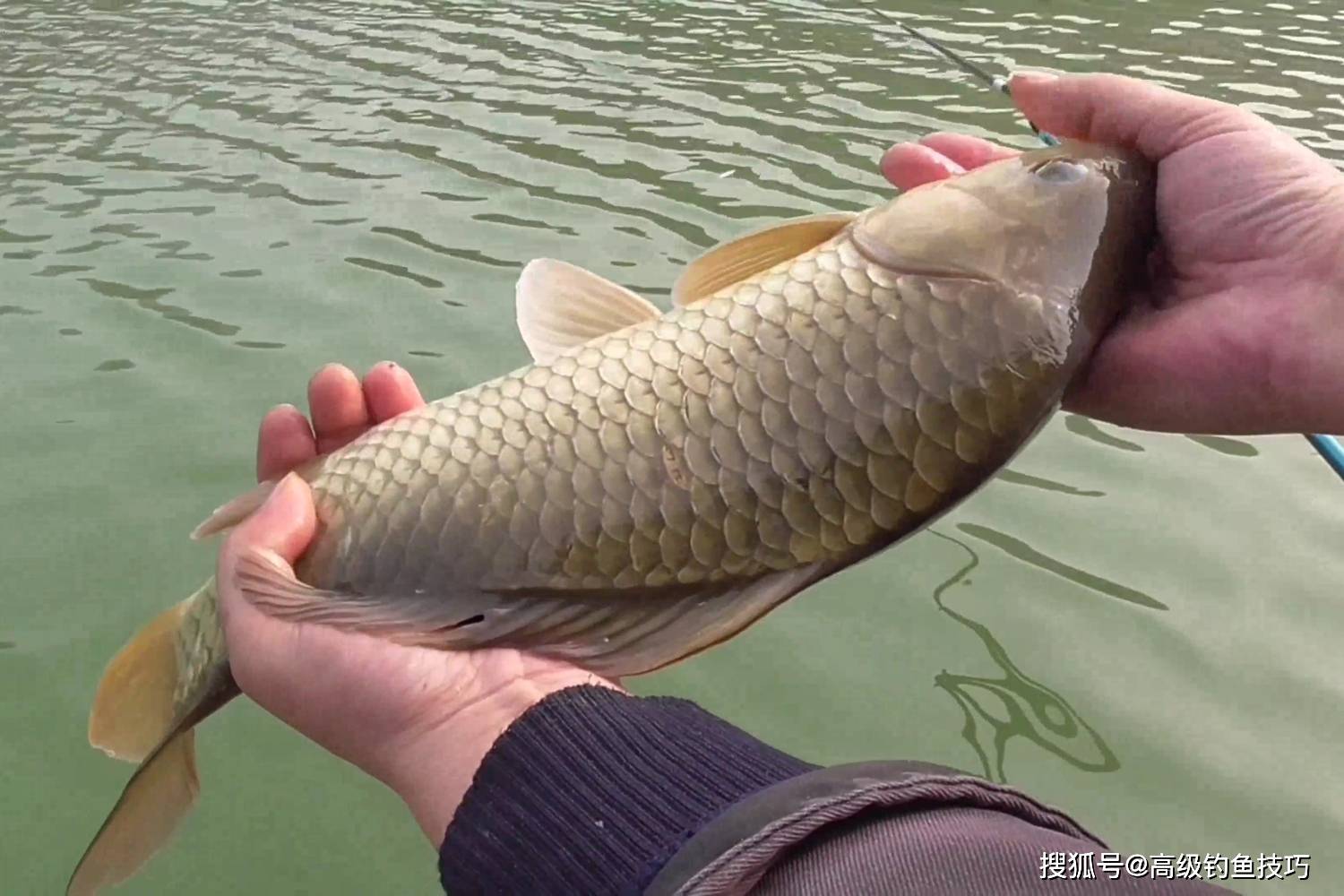 
        急性大幅降温时鱼类的习性和食性变化