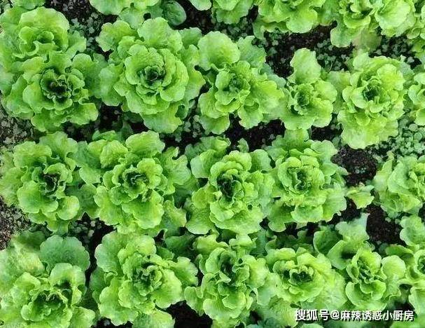 
            手撕茄子、干煸四季豆、葱香南瓜，简单家常菜，手残党易学必会！