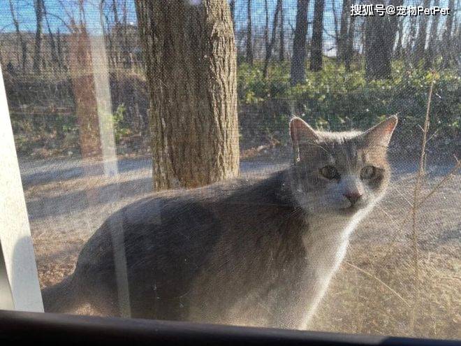 
        这届公公太有责任感：猫咪意外怀孕，邻居送来“猫粮抚养费”