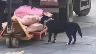 【湖北】超市卸货时猪肉被狗舔咬无人制止