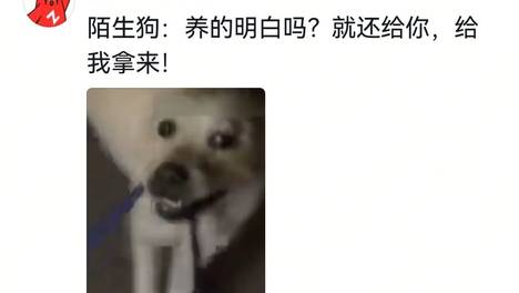 网友家的狗被陌生狗抢走，自家毛孩子看了好几眼主人但硬是没停下脚步…评论区：恭喜，你家狗要有新主狗了…