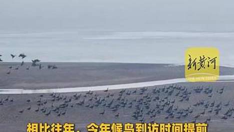 3000多只候鸟落脚黄河入鲁第一县！东明滩区迎来候鸟迁徙季