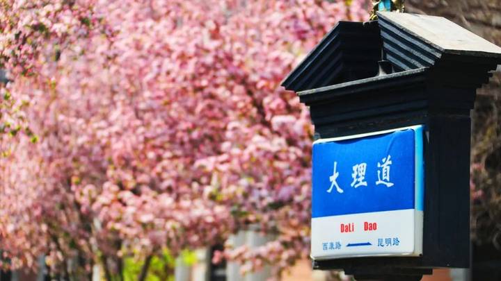 海棠花盛开,你想去南开打卡吗?