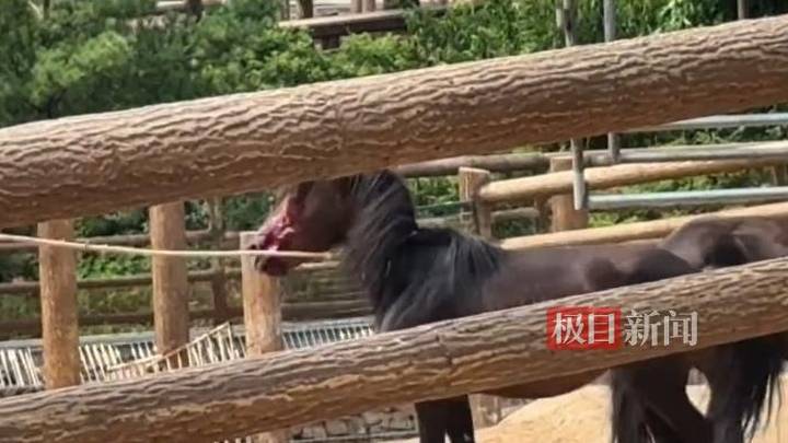 太原动物园一匹黑马满脸是血,是虐待动物吗?