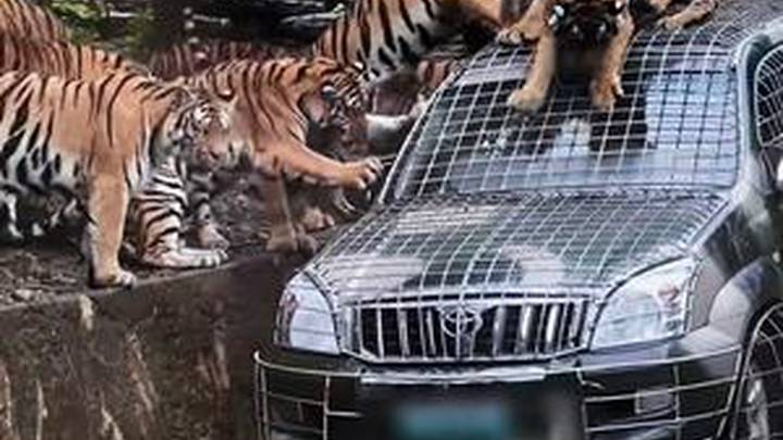 月薪5万招聘猛兽区司机是真的,要经过筛选,你觉得合理吗?