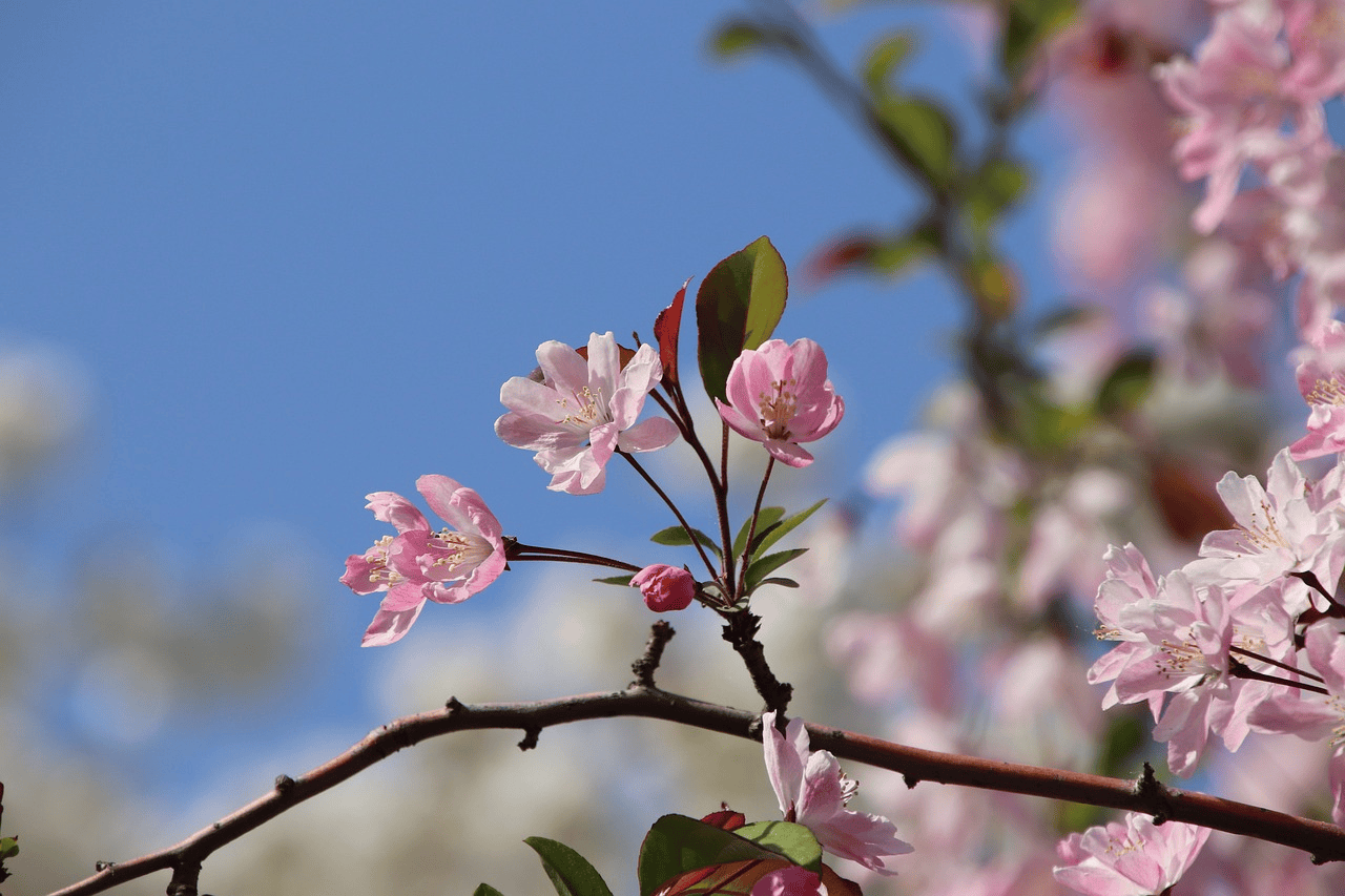四月海棠正当时，不可错过的自然美景！