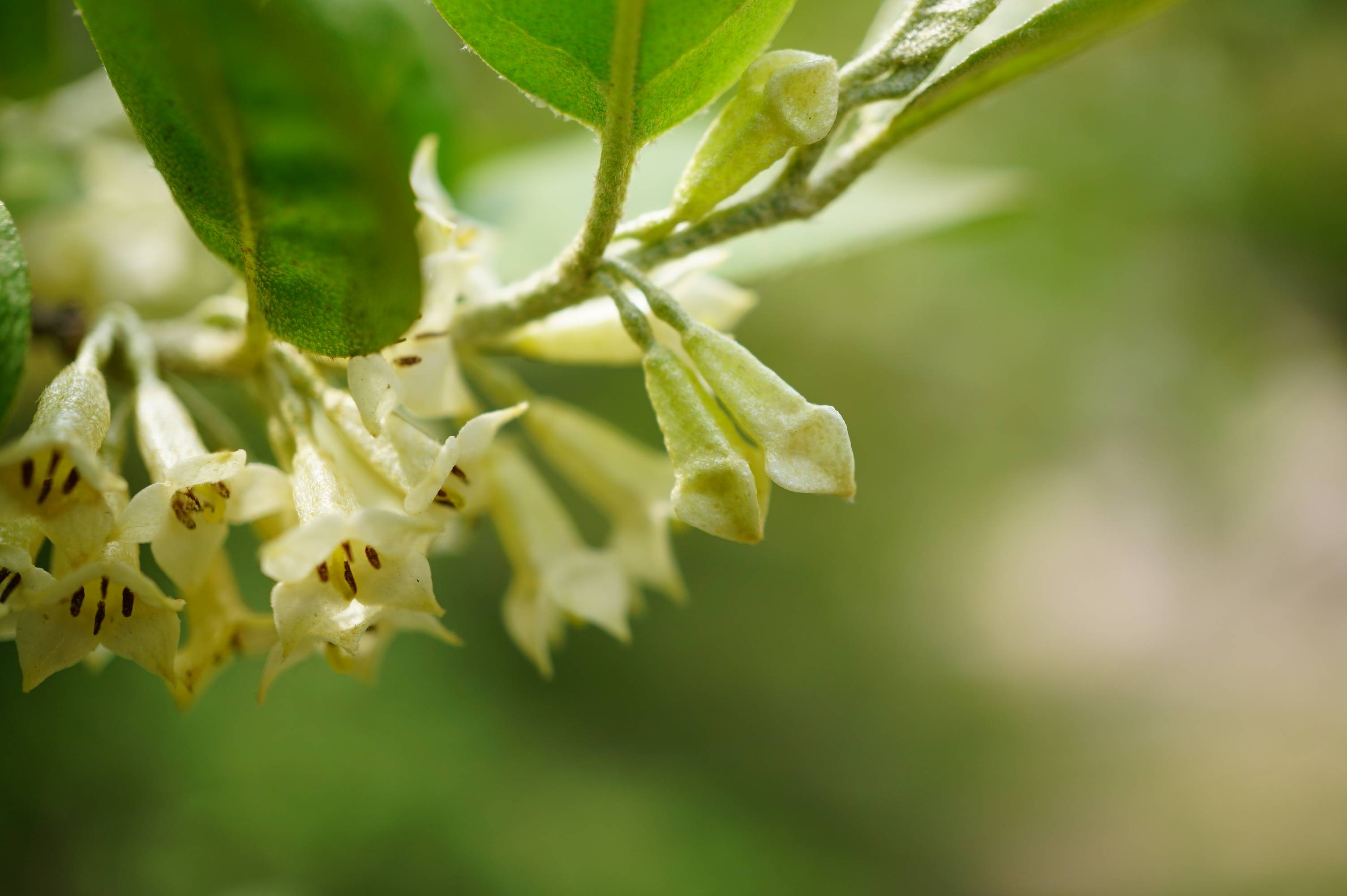 我见到的山东本土植物和园林栽培植物(792)牛奶子