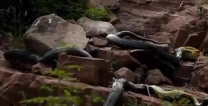 梦回别墅，群蛇之境的探索与解谜