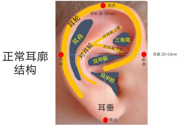 全国小耳畸形医院费用大揭秘！性价比高的医院？2025全国耳再造医院技术排名
