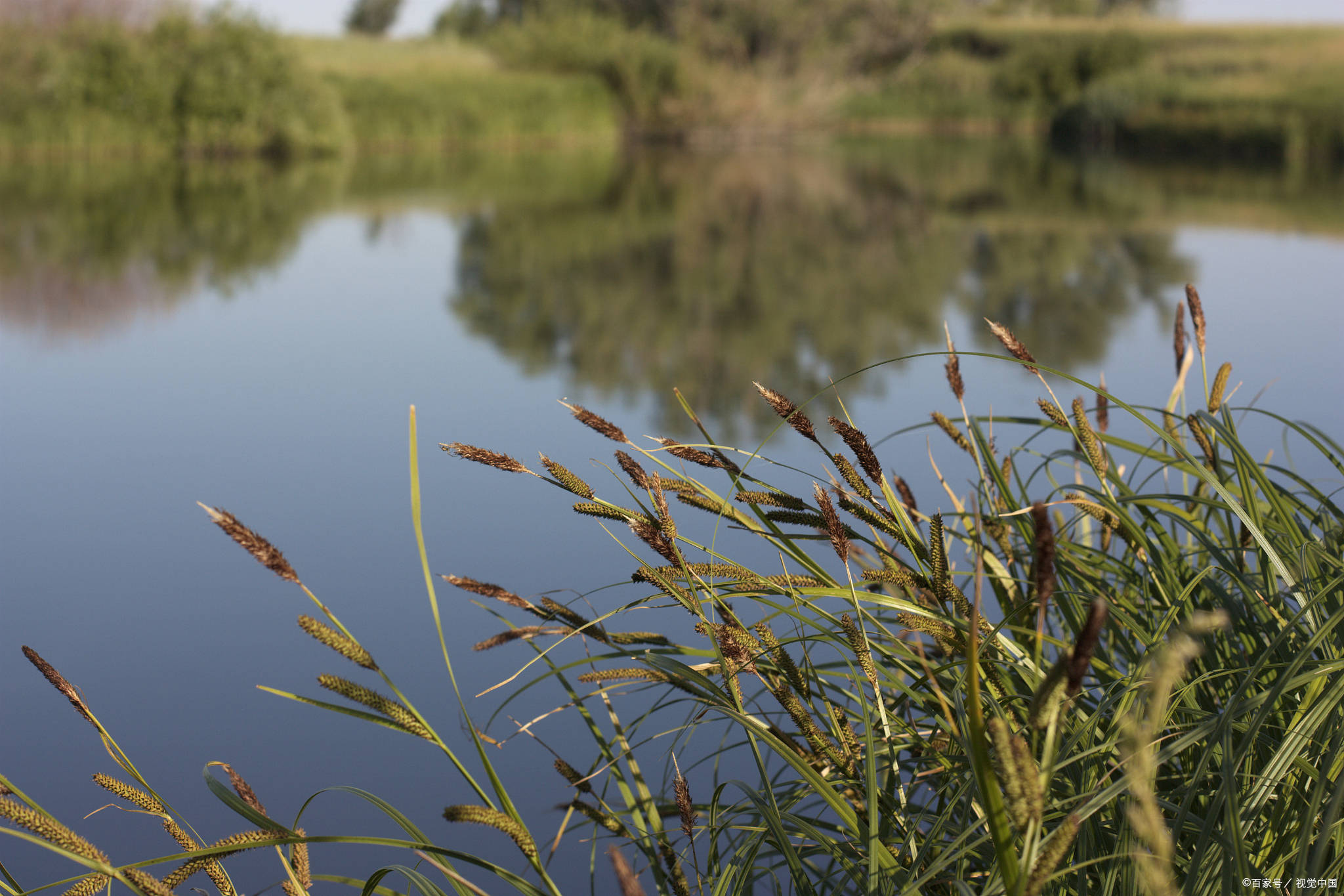虎牙直播_NBA直播_足球篮球英超欧洲杯高清体育赛事吕文扬的寿光之行：在虎牙蔬菜之乡看见未来农业的生机