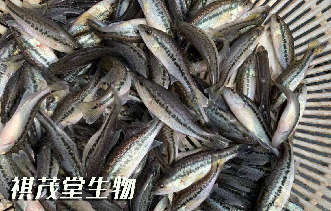 鲈鱼肠炎腹水怎么办能治好吗？鲈鱼肠炎的症状识别怎么治疗用什么药？