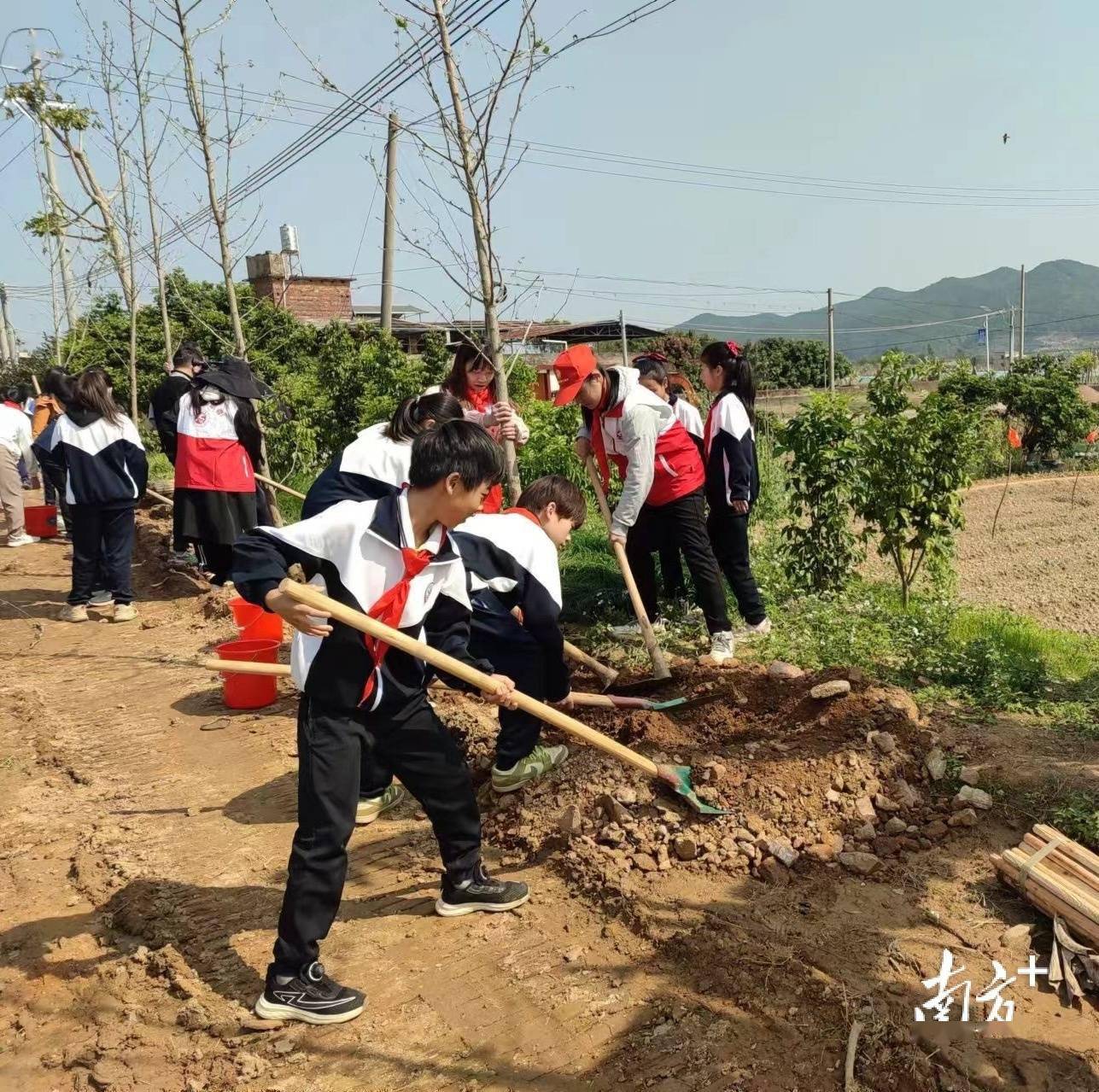 梅州人种树究竟有多拼完美电竞(图6)