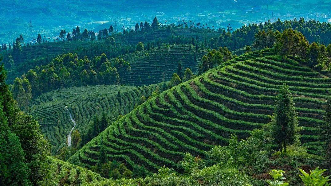 峨眉雪芽——峨眉山茶的引领者践行“恒久的315”jbo竞博(图2)