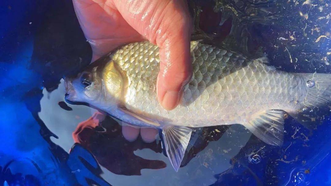 小鱼闹窝别急着用跑铅！春季野钓避小鱼，试试这个办法