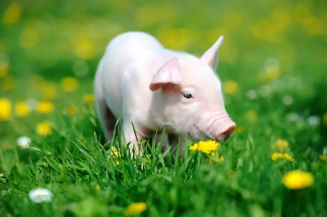 猪猪不仅好吃，未来更能“救命”