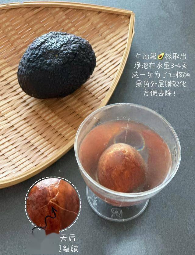 开云体育app吃完的“水果核”别扔这样培育一下几天就能长成一个小盆栽(图13)