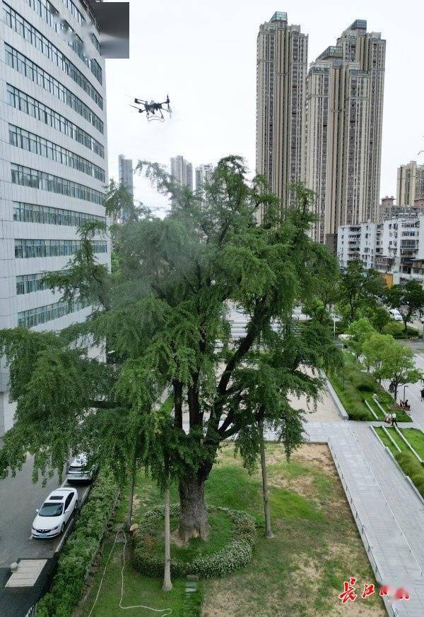 装上“淋浴”每天“冲凉”，540余岁“汉阳树”被悉心照料