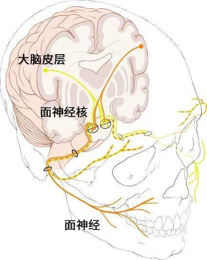 为什么被挠痒痒那么难受，我还是会笑出声？