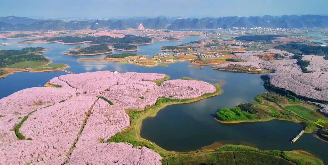 贵安赏樱全攻略：交通、停车与游玩一站式指南