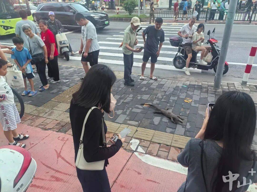 中山公交站台现大型爬行动物，躯体僵硬冰冷，回应:系标本