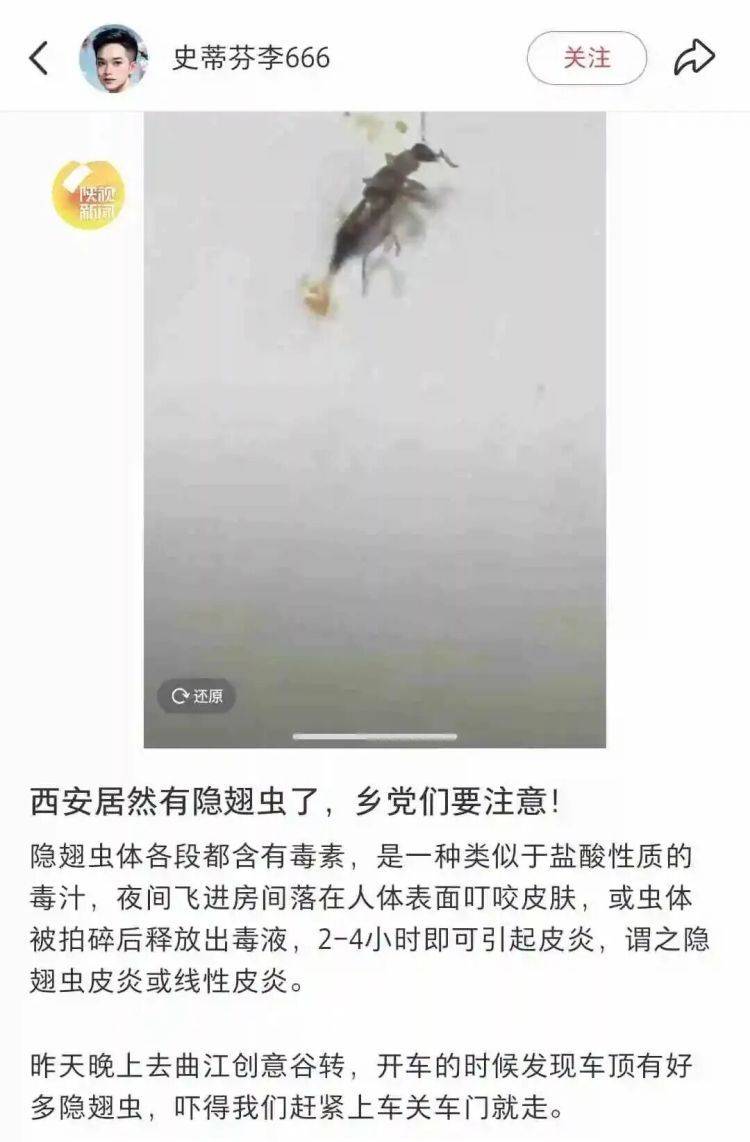 西安多区发现隐翅虫？千万别拍！毒液堪比硫酸
