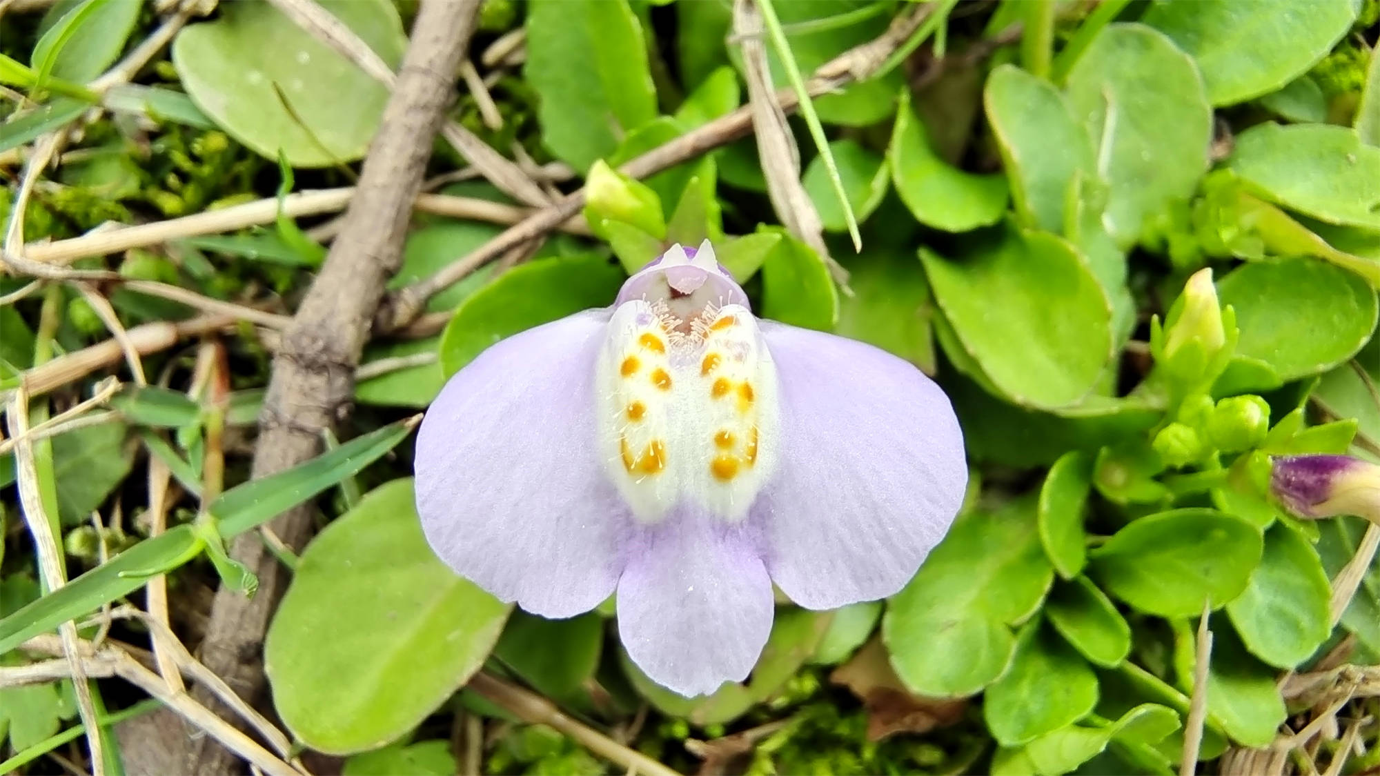 通泉草花序类型图片