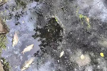 武汉一村62人患癌症和白血病质疑村里工厂排污