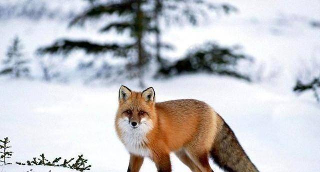 狭隘狡猾的星座,都是老狐狸和老油条_朋友_天蝎座_双子座