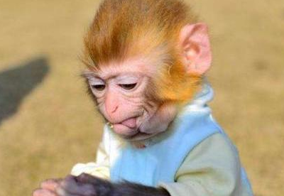这种猴子成为人们喜爱的人气宠物,它的体型真的不超过可乐瓶吗?