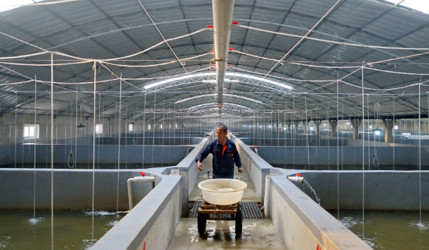 虾塘用什么肥料肥水?肥水养虾正确方法?