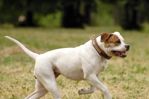 寵物小知識:瞭解一下犬的外貌特徵以及犬的解剖與生理