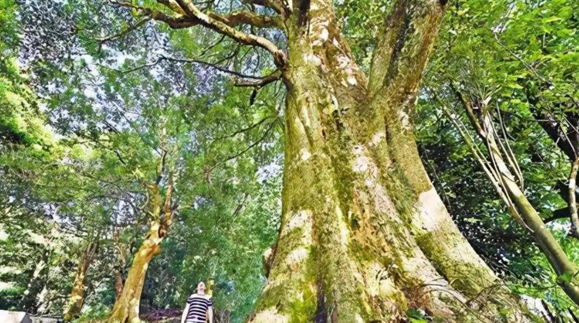 一棵金丝楠木能卖到上亿,树苗一株才10元左右,为啥却没人肯种?