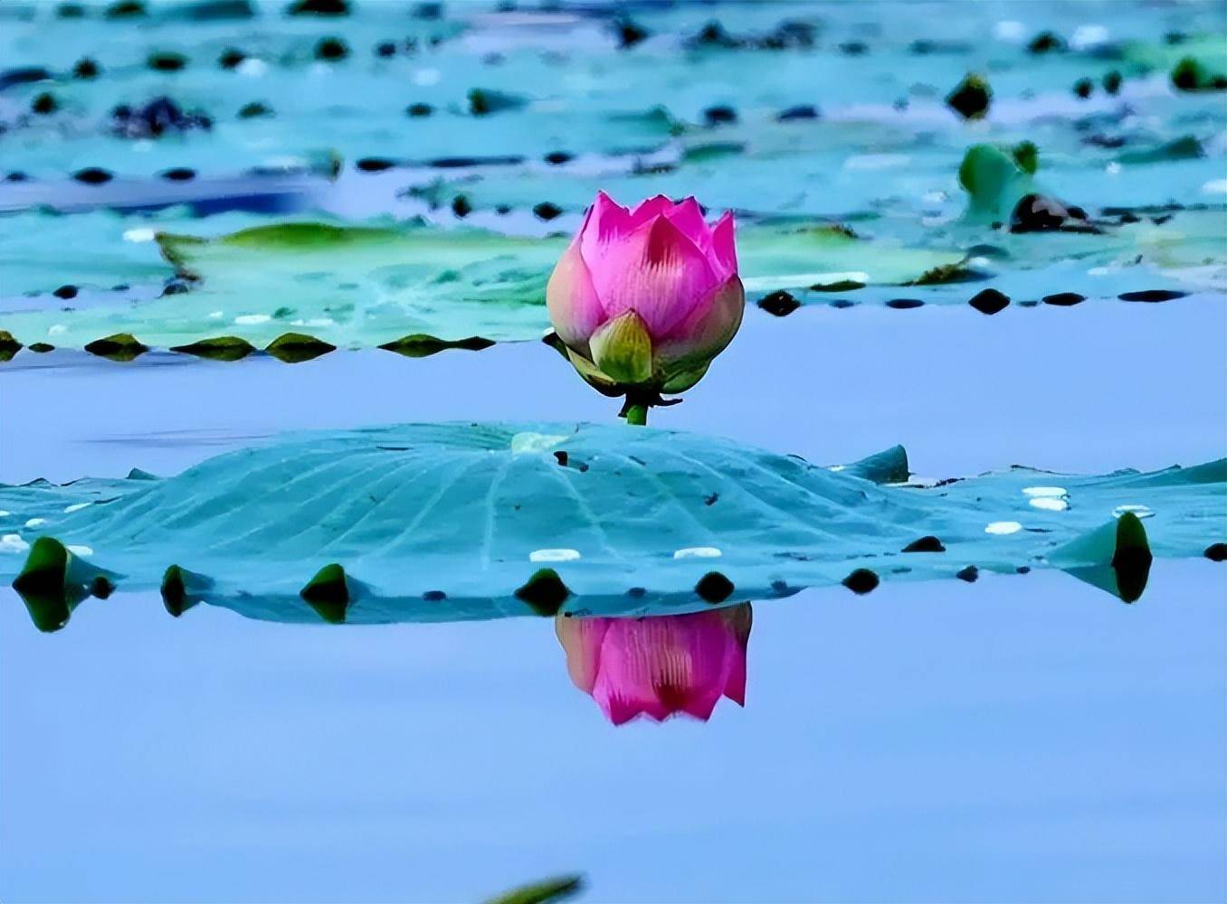 意境水中花唯美图片图片