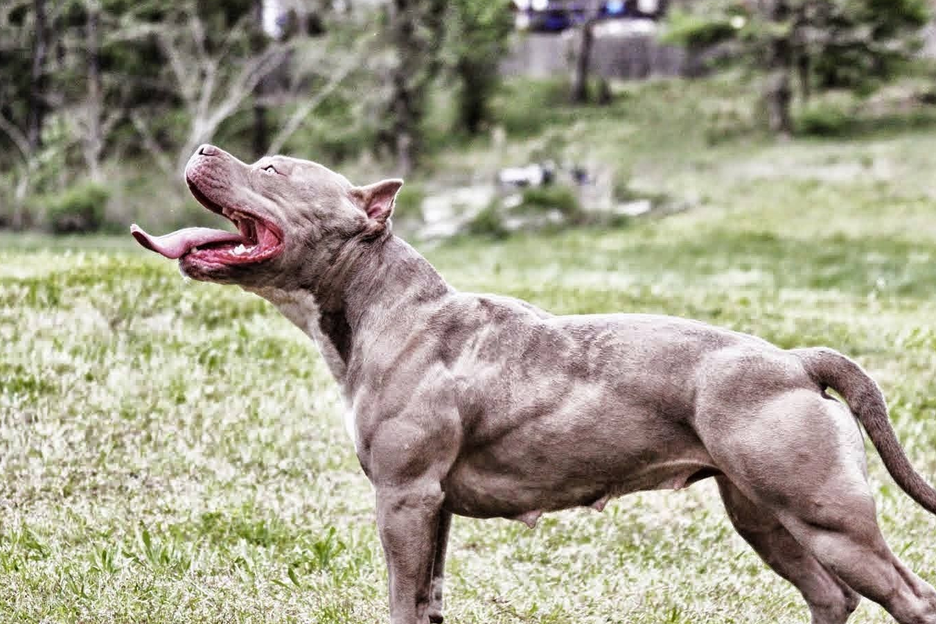 饲养猛犬的4大好处,其中一条,是解决家庭安全问题的关键