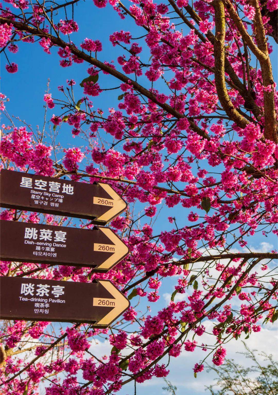 南澗,還有不少寶藏景點景東亞熱帶植物園景東亞熱帶植物園位