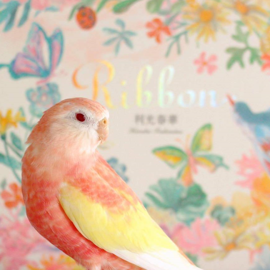 可爱的秋草鹦鹉,让人一整天都感到元气满满!甜美的像水蜜桃!
