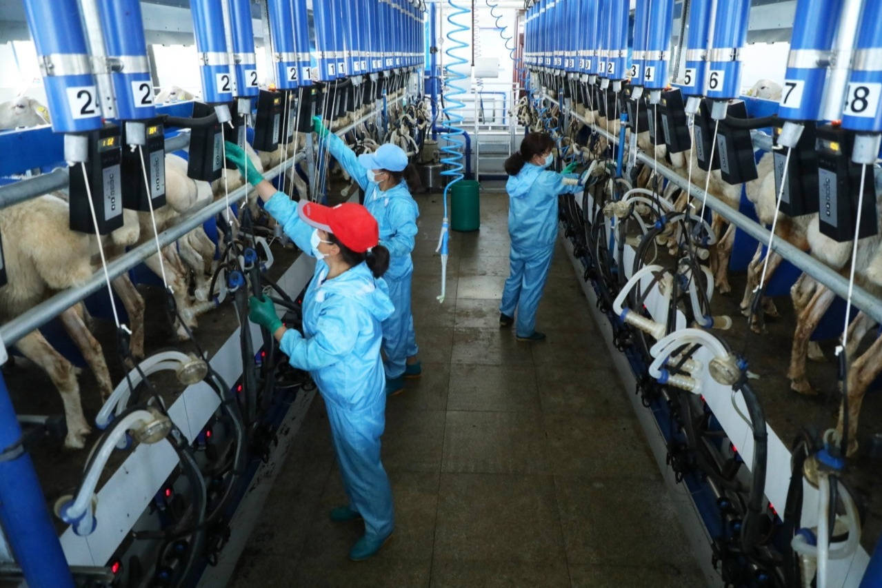 他们的负责人说:"我们采用机械化,自动化,数字化的智慧养羊方式,公司