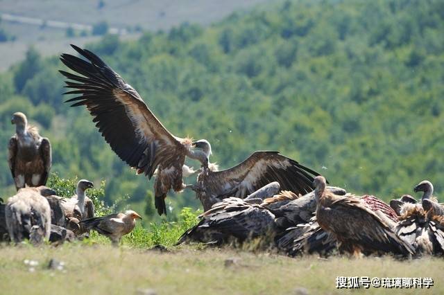 色达天藏秃鹫吃人图图片