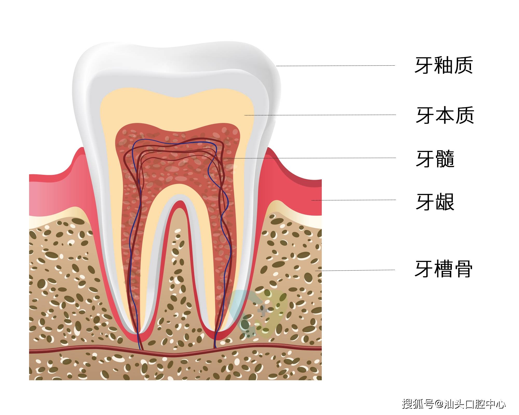 牙本质小管排列结构图图片
