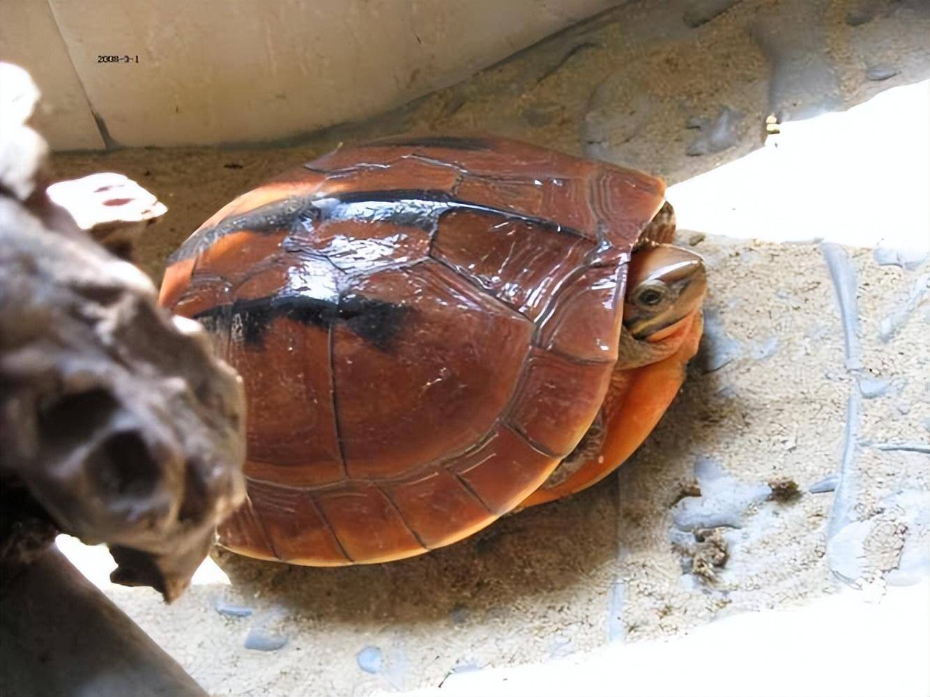 云南闭壳龟是自然界最为珍贵的财富,有椭圆形的甲壳,长相可爱