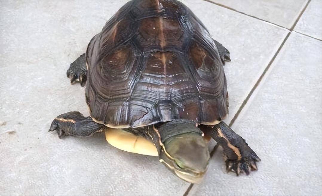 云南闭壳龟是自然界最为珍贵的财富,有椭圆形的甲壳,长相可爱