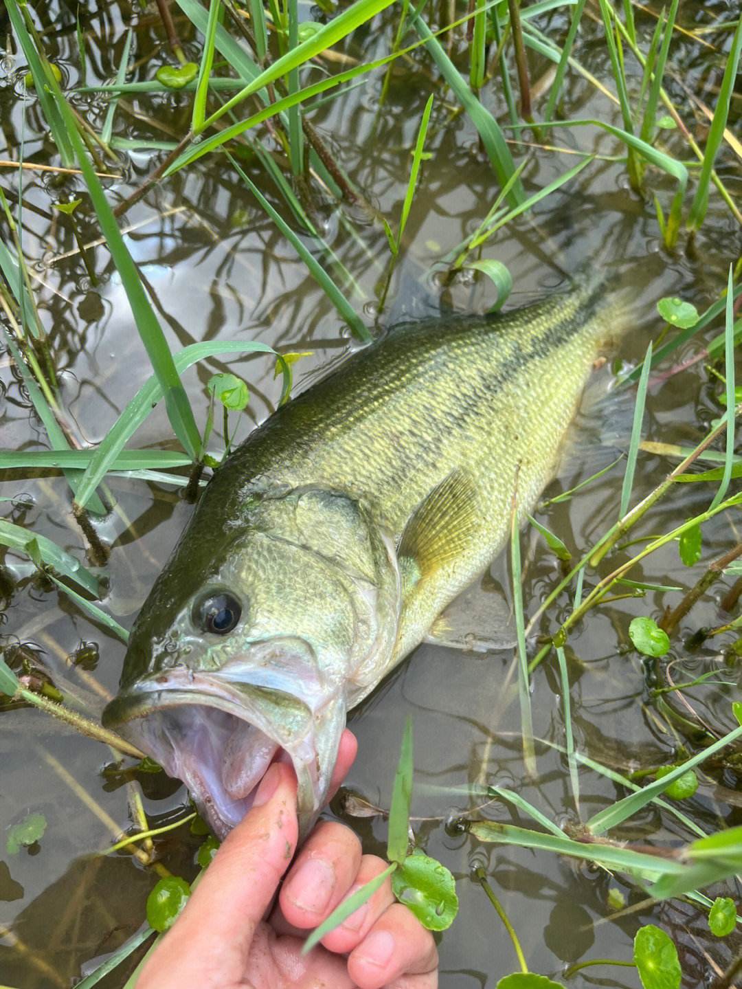 金鲈,在自然界中扮演着重要的生态角色,具有重要地位_栖息地_特征