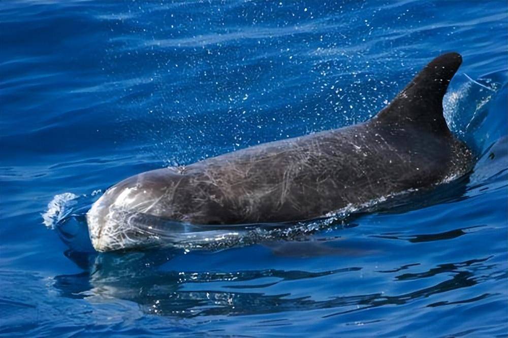 瑞氏海豚,通常也称为里氏海豚或灰海豚,生活在大部分海域