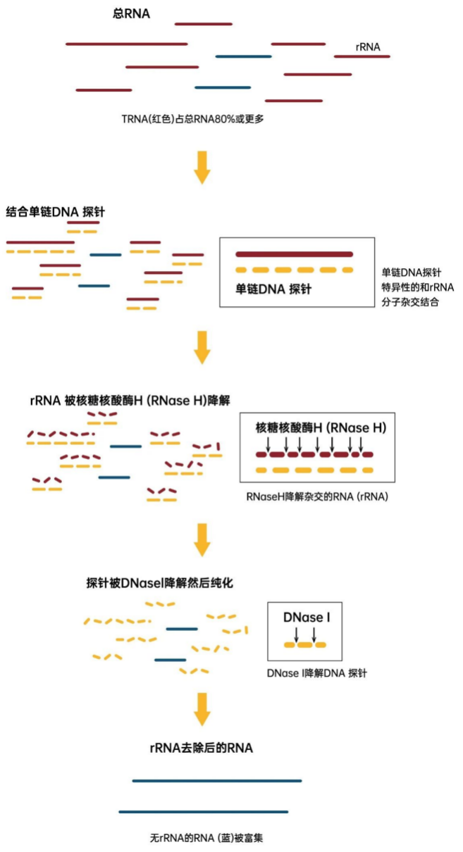 微生物單細胞測序——rrna去除篇(細菌)_進行_rnase_文庫