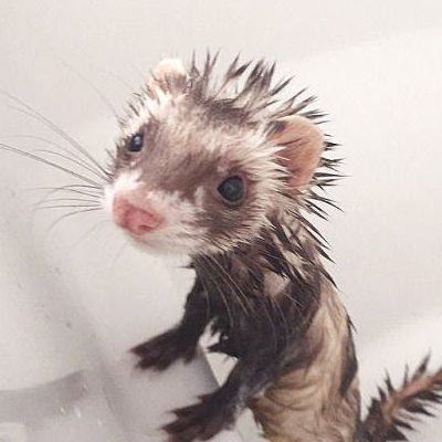 饲养注意:*购买雪貂需要做过去臭腺手术和绝育手术*定期梳理宠物貂的