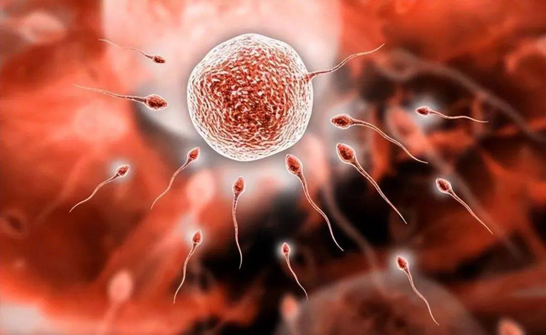 试管怎样挑选优质精子(做试管婴儿时如何选择精子)