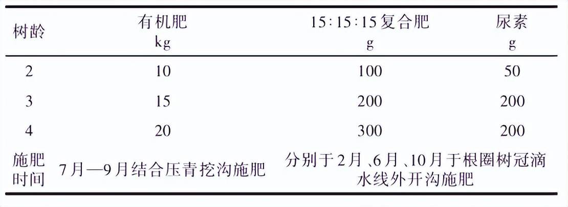 崇左澳洲堅果種植技術_進行_cm_苗木